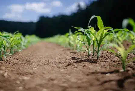 Agro-alimentaire